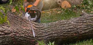 Best Tree Health Inspection  in Loudoun Lley Estates, VA