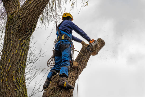 Best Hedge Trimming  in Loudoun Lley Estates, VA