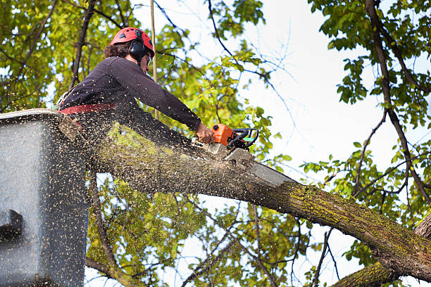 Best Tree Trimming and Pruning  in Loudoun Lley Estates, VA